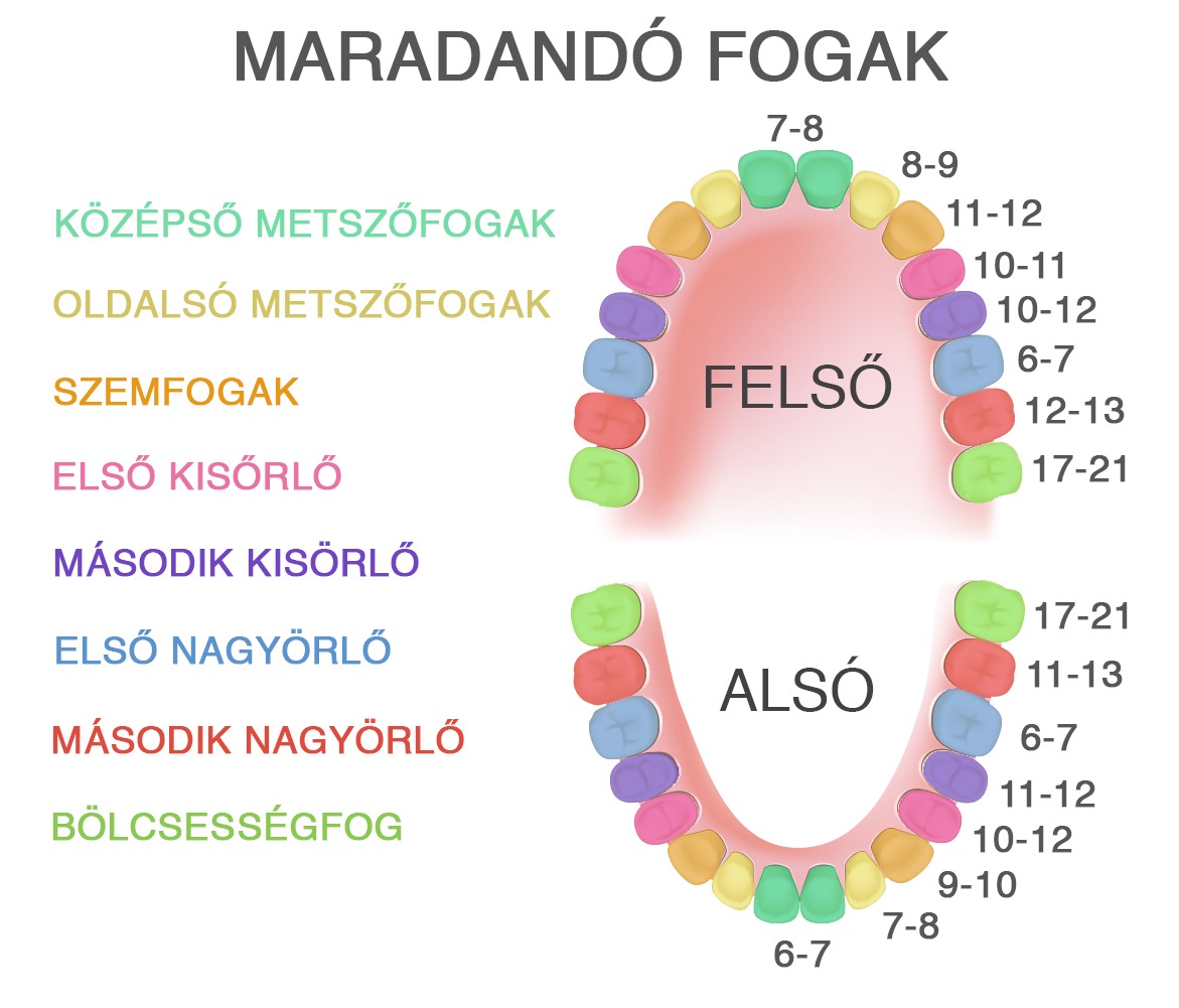 fogvaltas-menete (1)